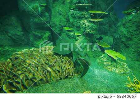 シノノメサカタザメ 68340667