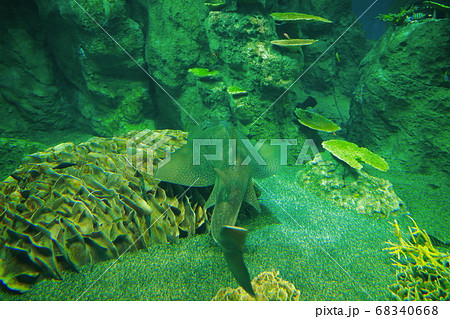 シノノメサカタザメ 68340668