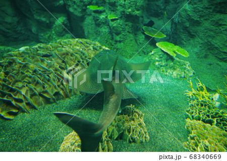 シノノメサカタザメ 68340669