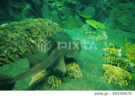 シノノメサカタザメ 68340670