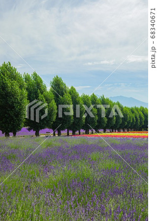 北海道　ファーム富田　7月 68340671