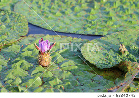 オニバス 68340745