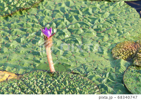 オニバス 68340747