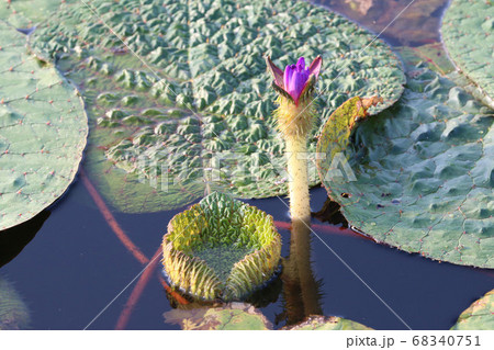 オニバス 68340751