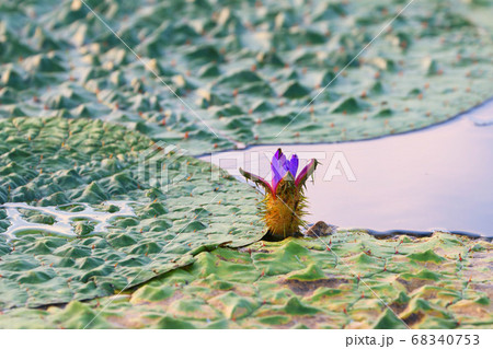 オニバス 68340753