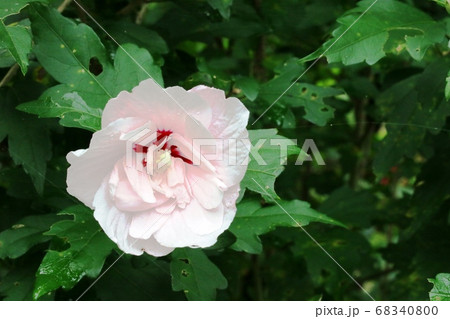 八重咲きのムクゲ（木槿）の花が ほんのりピンク色 68340800