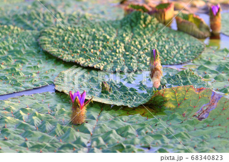 オニバス 68340823