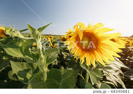 Sunflower close-up in the field, on a Sunny day. 68340881