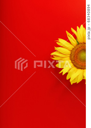 Yellow sunflower flower on a red background top 68340894