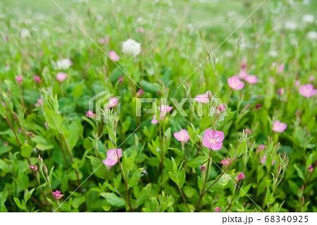 かわいい雑草のお花畑にユウゲショウの写真素材