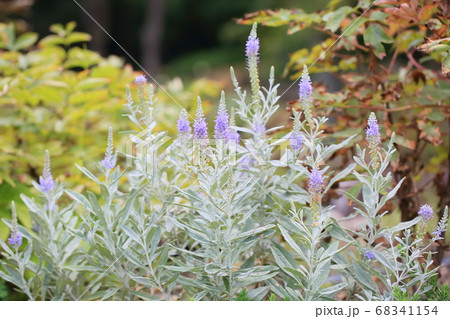 トウテイランの花 68341154