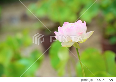 ハスの花 ハスの花 68341159