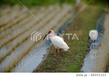 畔に立つトキ 68341322