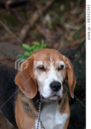 ビーグル犬 ビーグル犬 68341341