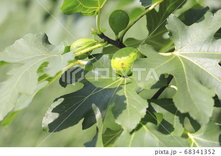 イチジク（無花果）の実 68341352