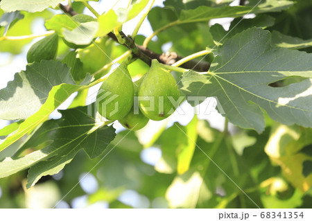 イチジク（無花果）の実 68341354