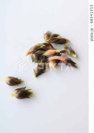 新鮮なみょうが 68341355