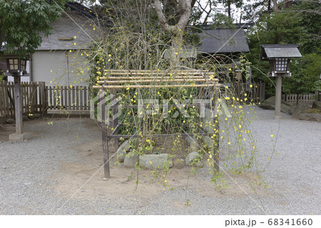 伊勢山皇大神宮 黄梅 伊勢山皇大神宮 黄梅 68341660