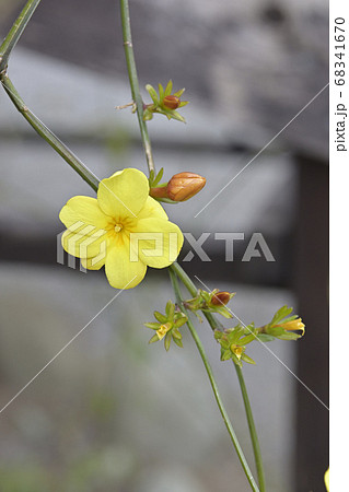 伊勢山皇大神宮　黄梅 68341670