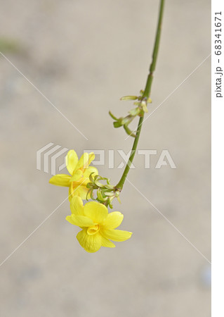 伊勢山皇大神宮　黄梅 68341671