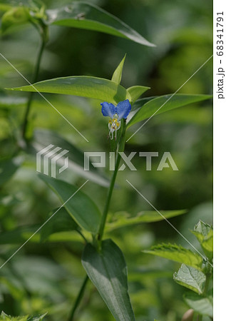 露草 68341791