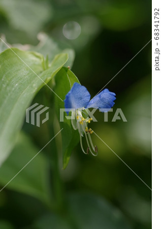 露草 68341792