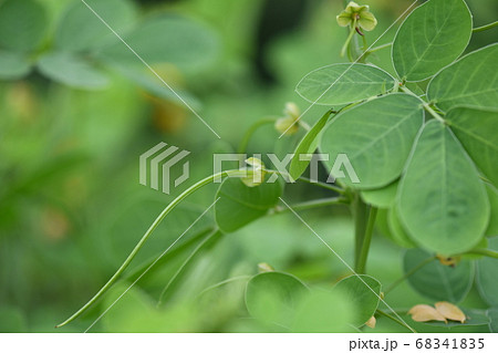 エビスグサの未熟な果実 68341835