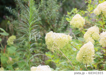 ノリウツギの花 ノリウツギの花 68341935