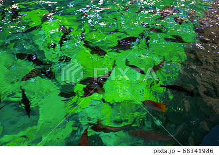 海洋研究 68341986