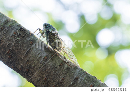 ミンミンゼミ 68342311