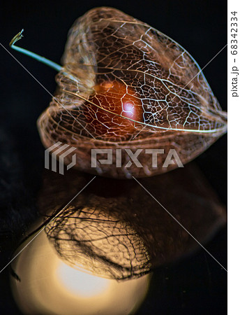 夏の風物詩ほうずきのスケルトン 68342334