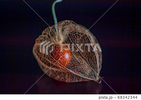 夏の風物詩ほうずきのスケルトン 夏の風物詩ほうずきのスケルトン 68342344