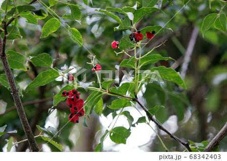 ゴンズイ 68342403