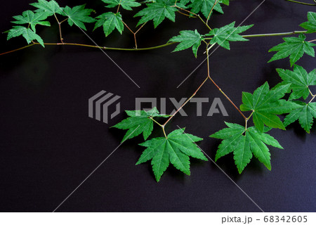 Minature maple leaves in spring isolated on dark 68342605