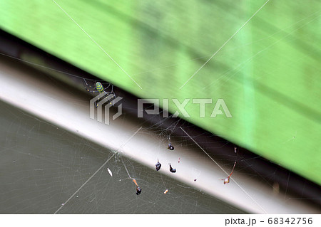 黄金蜘蛛　コガネグモ 68342756