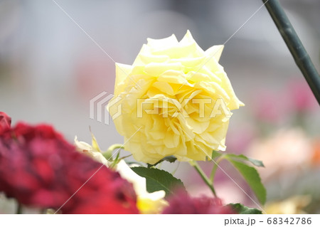 あやべグンゼスクエアのバラ園 68342786