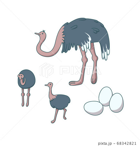 Ostrich family. Animal farm with big birds. Vector illustration 68342821