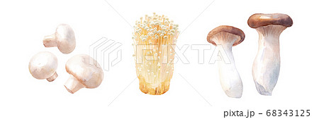 美味しいきのこ。ホワイトマッシュルーム、エノキダケ、エリンギの水彩イラストセット。（トレースベクター 68343125