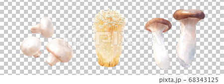 美味しいきのこ。ホワイトマッシュルーム、エノキダケ、エリンギの水彩イラストセット。（トレースベクター 68343125