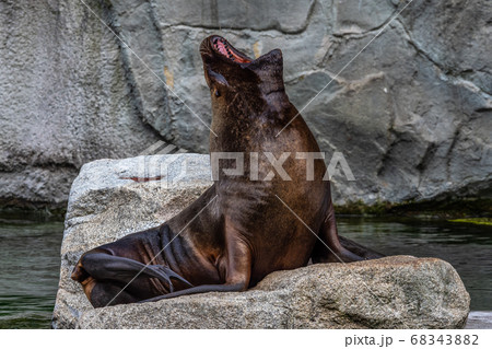 The South American sea lion, Otaria flavescens in 68343882