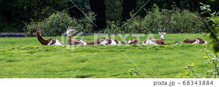 Dama gazelle, Gazella dama mhorr or mhorr gazelle 68343884