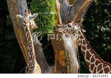 The giraffe, Giraffa camelopardalis is an African 68343885