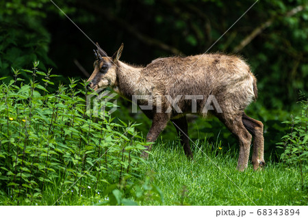 Apennine chamois, Rupicapra pyrenaica ornata, is 68343894