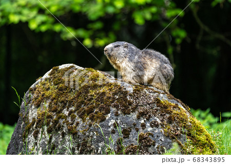 Alpine marmot, marmota marmota, in the zoo 68343895