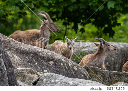 Male mountain ibex or capra ibex on a rock 68343896