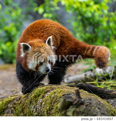 The red panda, Ailurus fulgens, also called the 68343897