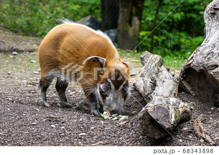 Red river hog, Potamochoerus porcus, also known as 68343898