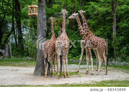 The giraffe, Giraffa camelopardalis is an African 68343899