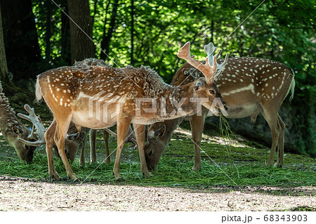 The fallow deer, Dama mesopotamica is a ruminant 68343903