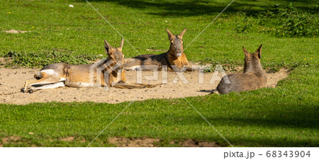 Patagonian Mara, Dolichotis patagonum are large 68343904
